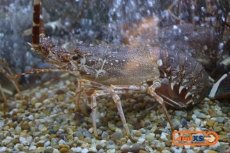 spain19_awdinner_031