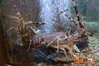 spain19_awdinner_032