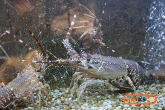 spain19_awdinner_033